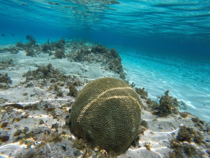 ACUARIO JOHNNY CAY SAN ANDRES