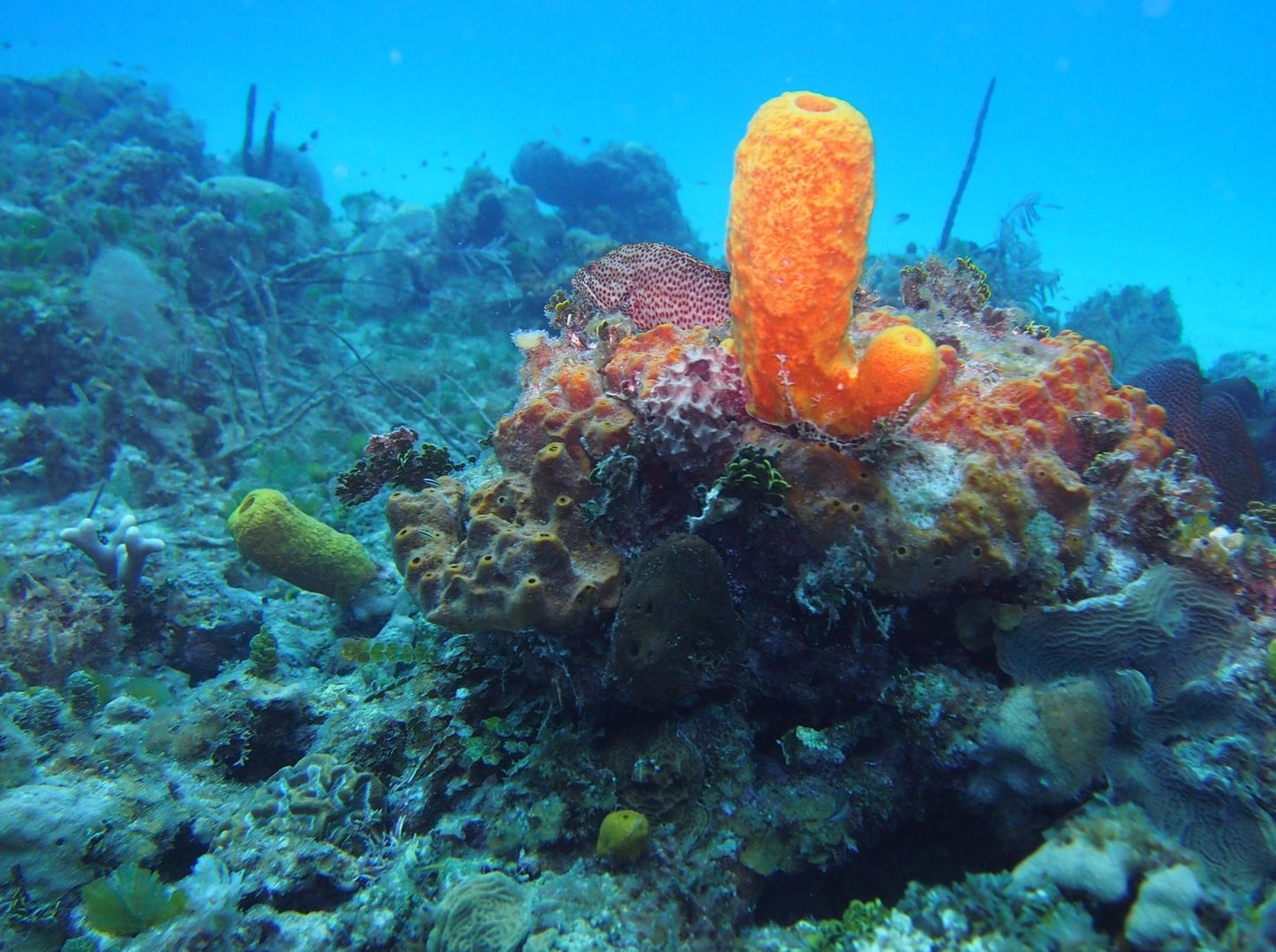 MINICURSO DE BUCEO SAN ANDRES