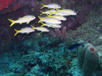 MINICURSO DE BUCEO SAN ANDRES