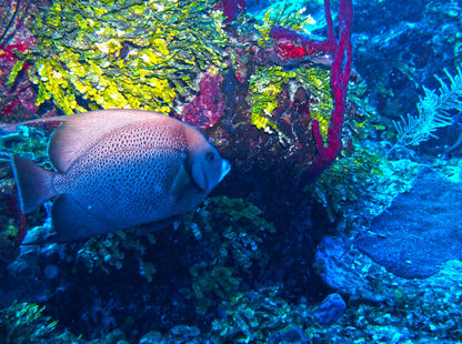 MINICURSO DE BUCEO SAN ANDRES