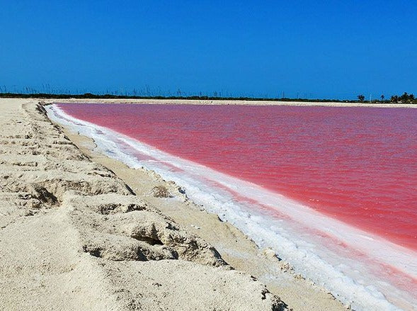 RIO LAGARTOS - COLORADAS CANCUN